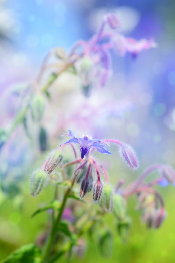 fleur-bourrache-pour-faire-huile-de-bourrache